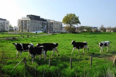 Entre métropoles buissonnières et campagnes urbaines